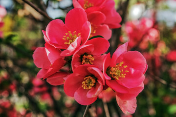 Macro  - Forest - Europe, Romania, Suceava region