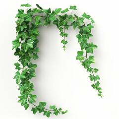 Verdant ivy vines, isolated, on white background