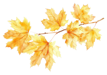 PNG Autumn maple leaves watercolor illustration
