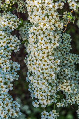 Macro  - Forest - Europe, Romania, Suceava region