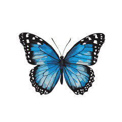 butterfly isolated on white background