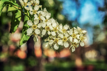 Macro  - Forest - Europe, Romania, Suceava region