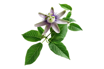 Passiflora edulis isolated on transparent background
