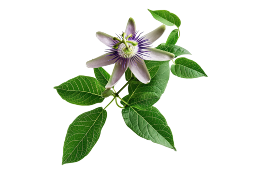 Passiflora edulis isolated on transparent background