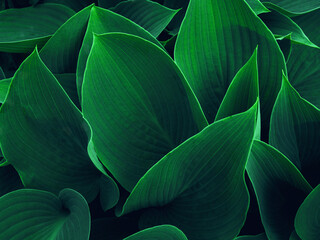 background texture green leaf structure macro photography.