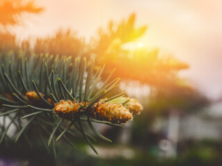 Close-up of pine tree in forest