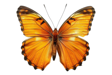 Orange butterfly isolated on transparent background