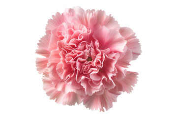 Pink carnation flower isolated on transparent background