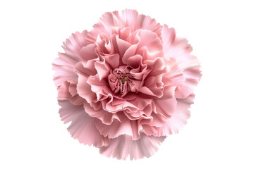 Pink carnation flower isolated on transparent background