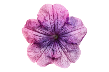 Petunia flower isolated on transparent background