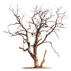 Fototapeta premium PNG Barren tree on white background
