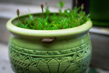 snail on a plant pot