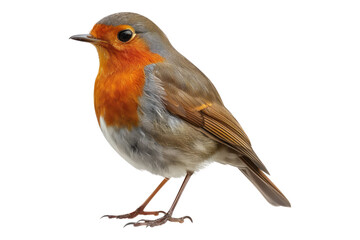 Fototapeta premium Robin isolated on transparent background