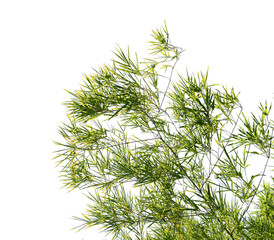 bamboo branch and leaf isolated on white background