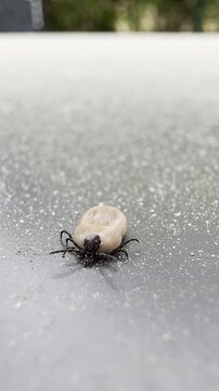 Der gemeine Holzbock Ixodes ricinus auf der Suche nach Beute.