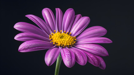 side view of a purple yellow flower wearing glasses