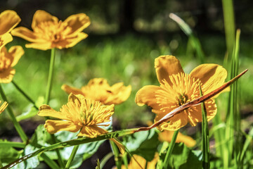 Macro  - Forest - Europe, Romania, Suceava region