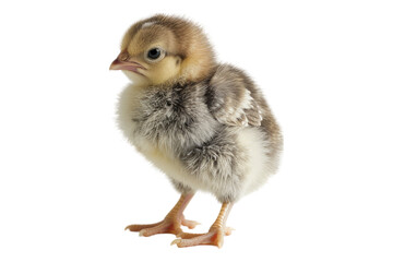 Obraz premium Small chicken isolated on transparent background