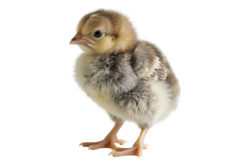 Small chicken isolated on transparent background