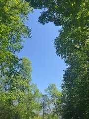 Blue sky in a sea of green trees, shot from below 