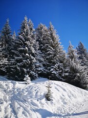 Snowy fir trees, French Alps