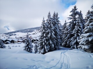 snow covered trees