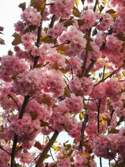 Cherry tree