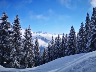 Fototapeta premium Winter landscape with snow on fir trees and sea of clouds around moutains