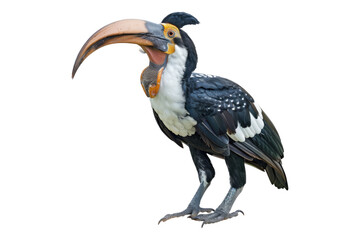 Obraz premium Sulu Hornbill isolated on transparent background