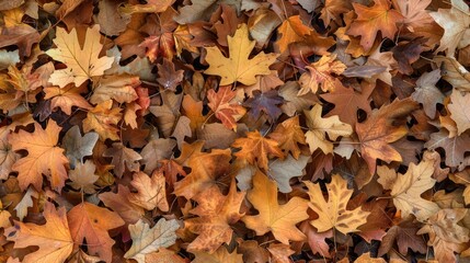 Laying Leaves on Ground