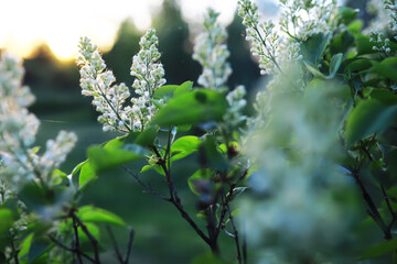 Spring bloom. The first flowers against the background of green spring.