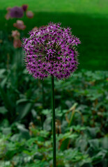 Decorative Onion Purple one garden Lilac close-up Netherlands