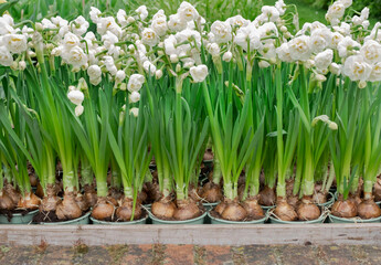 Flower Bulb greenhouse many green pot wooden outside garden