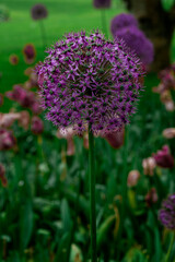 Decorative Onion Purple one garden Lilac close-up Netherlands