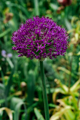 Decorative Onion Purple one garden Lilac close-up Netherlands