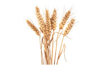 Wheat ear isolated on transparent background