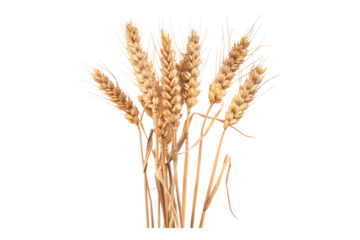 Wheat ear isolated on transparent background