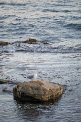 Picturesque coastal rocks covered by a moss and a seagull on the top of the rock.