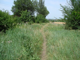 Panorama of a steppe trail near a wheat field that is quickly overgrown with lush summer vegetation...