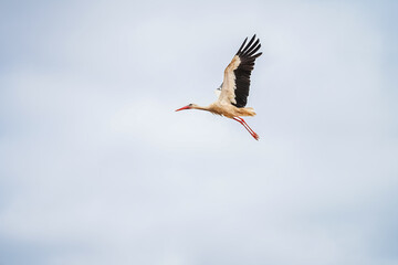 Obraz premium white stork in flight