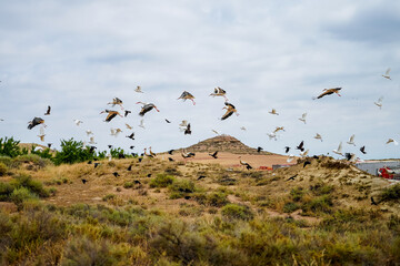 Group of birds of different sizes flying in nature. Egret, Raven and storks in  flight