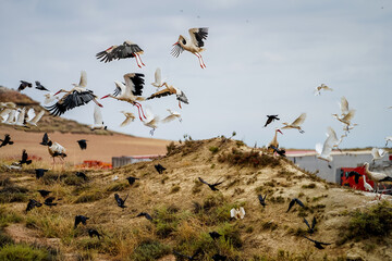 Group of birds of different sizes flying in nature. Egret, Raven and storks in  flight