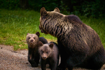 Fototapeta premium a bear with cubs at the edge of a forest