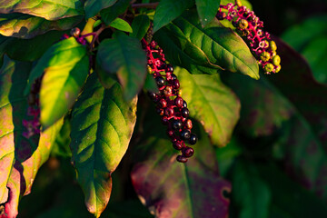 Twig of American pokeweed (Phytolacca americana, poke sallet, inkberry, nightshade, pokeroot, redweed, pigeonberry, pocan bush, red ink plant, Virginian red stem pokeberry) with flowers and berries. 