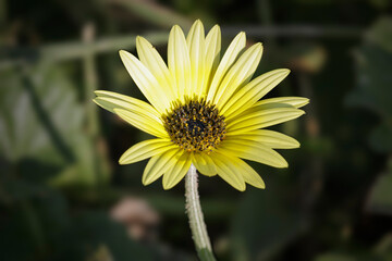 Wild yellow flower macro