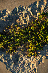 Top down shot of cement and bush grown onto the ground. Nature wins over human made cement block concept.