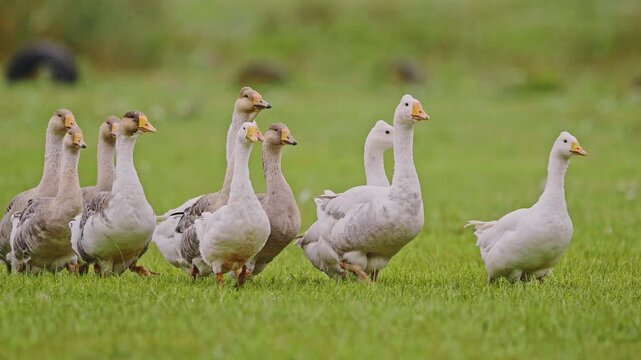 Flock of white domestic geese walking on a green meadow.