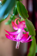 Obraz premium Blooming Christmas cactus in a pot on the windowsill, macro