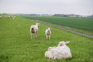 Schafe auf dem Deich in Ostfriesland