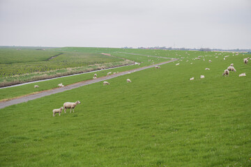 Fototapeta premium Schafherde auf dem Deich in Ostfriesland
